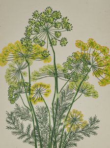 Endro amarelo fresco
