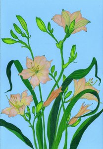 Suaves flores cor de pêssego