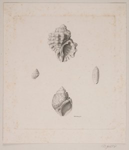 Fogo konkylier de Vilhelm Kyhn