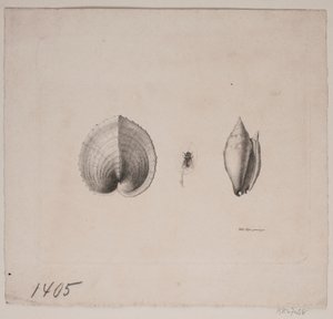 Duas conchas e uma mosca de Vilhelm Kyhn