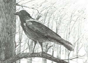 Bird, 2011 de Vincent Alexander Booth