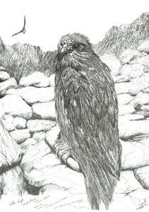 Eagles of the Highlands, 2011 de Vincent Alexander Booth