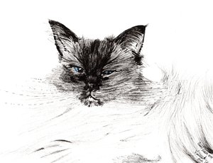 Olho sonolento, 2015, (tinta no papel) de Vincent Alexander Booth