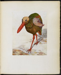 Great Skull-Headed Stone Trot, de 