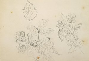 Recto: Estudo de Flores, 1869-1871 de Vincent Colyer