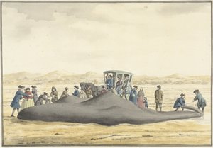 Cachalote apareceu na praia entre Zandvoort e Wijk aan Zee, 20 de fevereiro de 1762, visto de trás