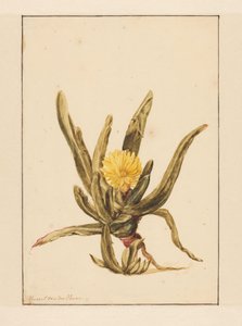 Erva de gelo com flores amarelas (título no objecto)