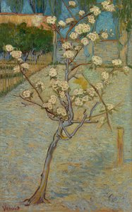 Pequena pereira em flor de Vincent van Gogh