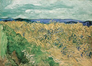 Campo de trigo com Cornflowers