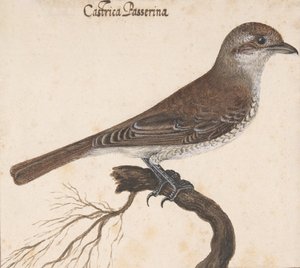 Castrica Passerina,. de Vincenzo Leonardi