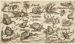 Insetos, répteis, caracóis e peixes em terreno mínimo com água em primeiro plano..., 1572.