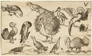 Pavão no centro cercado por outros nove pássaros, incluindo um peru e uma borboleta..., 1572.