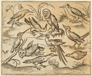 Dez pássaros pousados em galhos e gramados, incluindo duas corujas e um pássaro..., 1557.