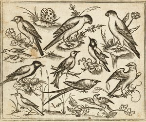 Onze pássaros sentados em manchas de folhagem florida e pequenos ramos num chão mínimo com uma borboleta, de Douce Ornament Prints Album I de Virgilius the elder (after) Solis