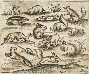 Grupo de pequenas criaturas da floresta comendo e correndo ao redor de um lago, incluindo um rato, coelho, esquilo, guaxinim, marmota, furão, marta e texugo, de Douce Ornament Prints Album I de Virgilius the elder (after) Solis