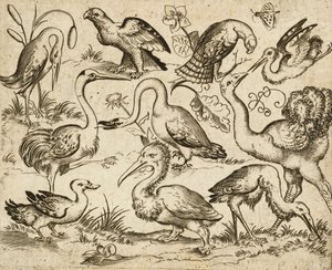 Avestruz do lado esquerdo com outras nove aves, incluindo uma garça e um pelicano, representadas num solo mínimo com manchas de folhagem à volta de algumas das aves, de Douce Ornament Prints Album I, depois de 1557 (gravura e gravura em papel colocado) de Virgilius the elder (after) Solis