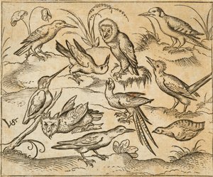 Dez aves sentadas em ramos e manchas de relva, incluindo duas corujas e uma ave com longas penas de cauda a chilrear com a cabeça no centro, de Douce Ornament Prints Album I de Virgilius the elder (after) Solis