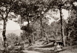 Caminhada pela floresta (foto a p/b) de Vittorio Alinari
