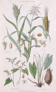 Millet, milho, trigo mourisco e Taro, ilustração de uma história do Reino vegetal por William Rhind 1797-1874, 1872 cor gravura de W.H. Fitch
