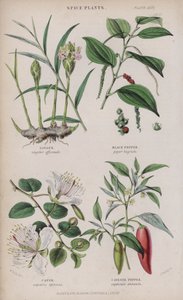 Gengibre; Pimenta Preta; Caper; Cayenne Pepper (gravação a cores)