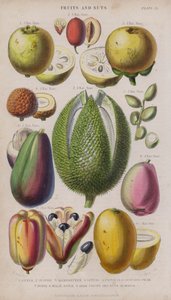Goiaba; Jujuba; Mangostão; Litchi; Pistacia; Pêra Abacate; Durio; Malaia; Akee Fruits and Nuts; Manga (gravação a cores)