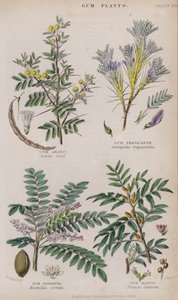 Goma Árabe; Goma Tragacanto; Goma Olíbano; Goma Mastic (gravura colorida)