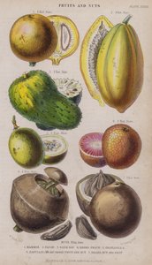 Mammee; Papaw; Sour Sop; Negro Pêssego; Granadilla; Zabucajo (a tampa levantada) Frutas e Nozes; Castanha do Brasil e Frutas (gravação colorida)