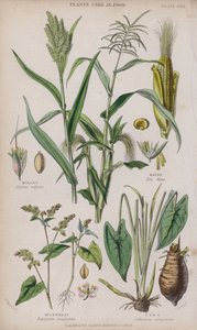 Milho; Milho; Trigo mourisco; Taro (gravura colorida)