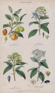 Noz-moscada; Canela; Cravinho; Pimento ou Pimenta (gravação a cores)