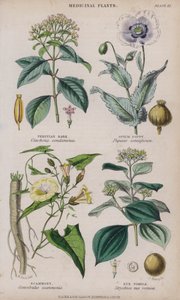 Casca peruana; Papoila de ópio; Scammony; Nux Vomica (gravura colorida)