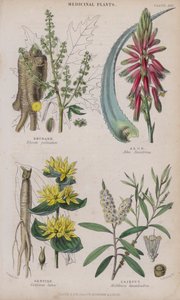 Ruibarbo; Aloé; Gentiana; Cajeput (gravação a cores) de W. Fitch