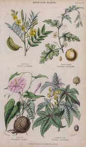 Senna; Colocynth; Jalap; Castor Oil (gravação a cores)