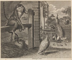 O Babuíno e o Aves de capoeira