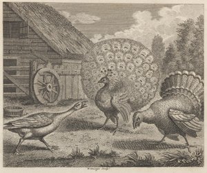 O pavão, a Turquia, e o ganso