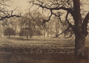 Parque de Windsor, alimentação de veados, década de 1850. de W. H. Nicholl
