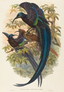 Epimachus speciosus (Pássaro do Paraíso com bico de foice) de W. Hart