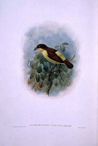 Loboparadisea serica, Waterbilled Bird of Paradise (cor litho) de W. and Keulemans J.G. Hart