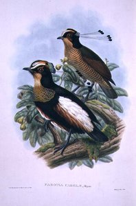Ave do Paraíso com seis fios da Rainha Carola (cor litho) de W. and Keulemans J.G. Hart