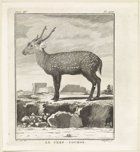 Hert
Le Cerf-Cochon (título sobre o objecto) de W. Tringham
