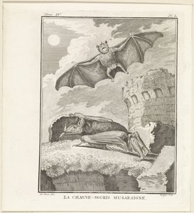 Vleermuizen A Megera Morcego (título no objeto) de W. Tringham