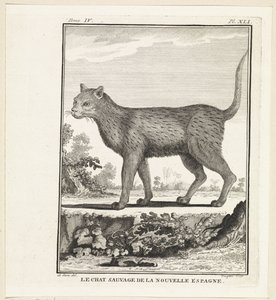 Gato-gato
O gato selvagem de nova espanha (título sobre o objecto) de W. Tringham