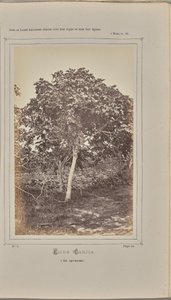 Ficus carica, em Nice (Alpes-Maritimes) de W. de Bray