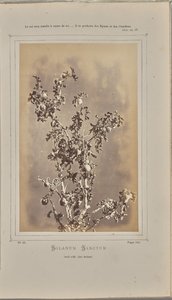 Solanum sanctum, cuelli em Èze (Alpes-Maritimes) de W. de Bray