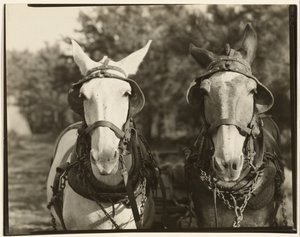 [Duas mulas, Condado de Hale, Alabama]