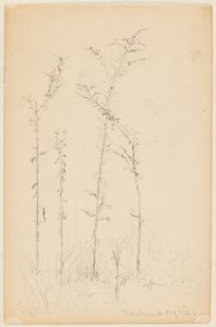 Estudo de Plantas Selvagens, Fordham Heights de Walter Clark