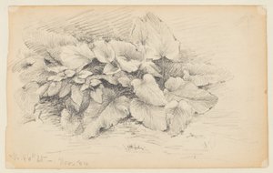 Estudo de uma planta, West 86th Street