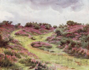 A Nova Floresta: Bell Heather em Setley Plain (cor litho) de Walter Frederick Roofe Tyndale