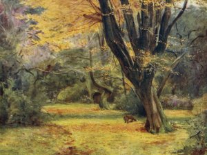 A Nova Floresta: Maples, perto de Queen