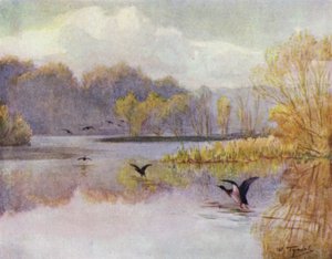 A Nova Floresta: A Piscina do Moinho de Minstead (cor litho) de Walter Frederick Roofe Tyndale