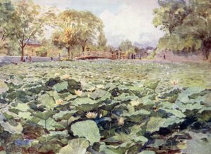 Lótus Branco, o Fosso do Castelo, Kofu de Walter Frederick Roofe Tyndale